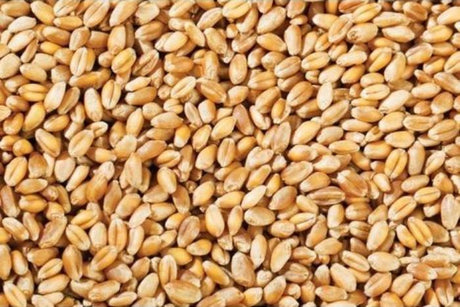 Duru Coarse Bulgur Vermicelli Wheat - 1000 Grams